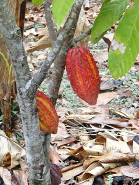 公平貿易純可可粉(詳細說明)-2